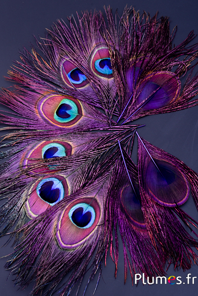 Paon bleu - 13-18 cm - aubergine